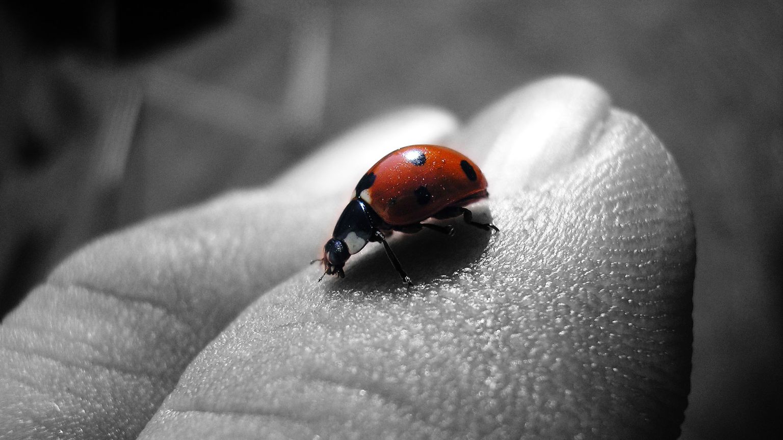 Immagine anteprima di Il giorno della coccinella