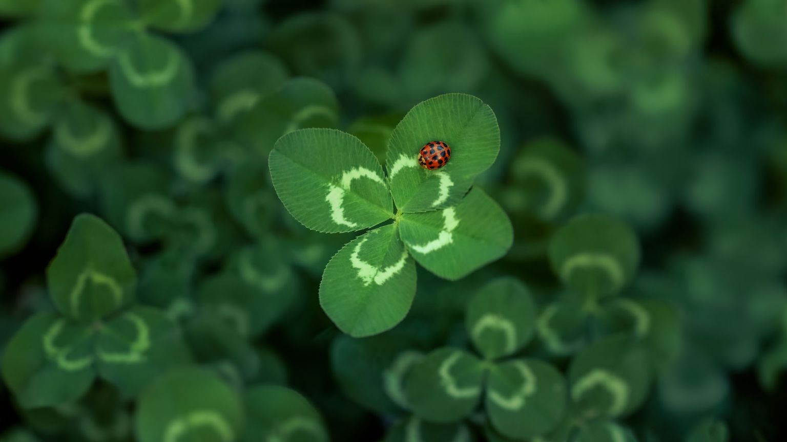 Immagine anteprima di DOUBLE LUCK